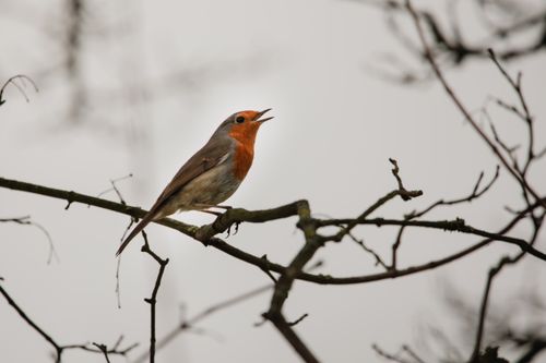 Free A European robin singing perched on a tree branch, captured in England. Stock Photo