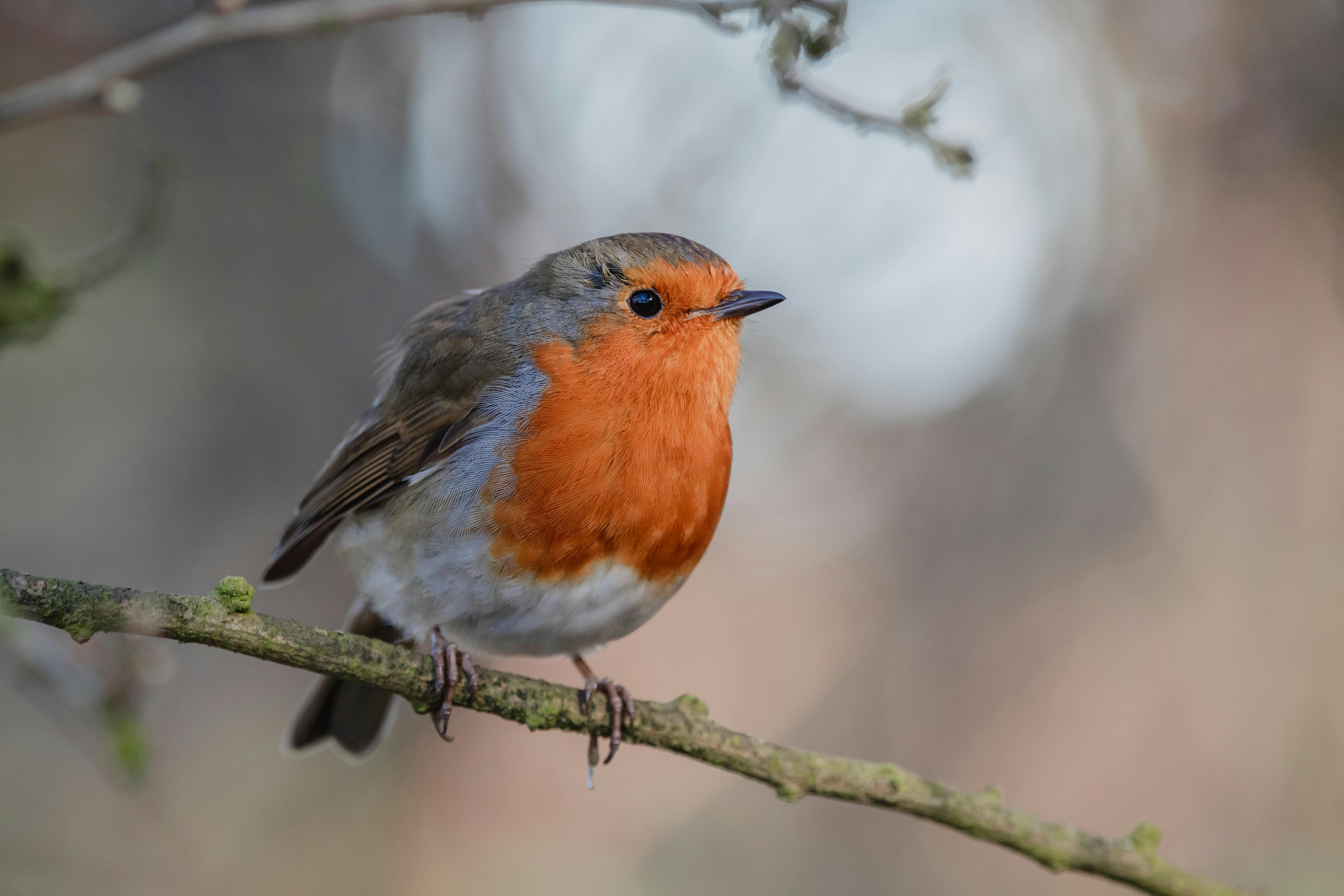 Close-up Of Bird Perching On A Tree · Free Stock Photo