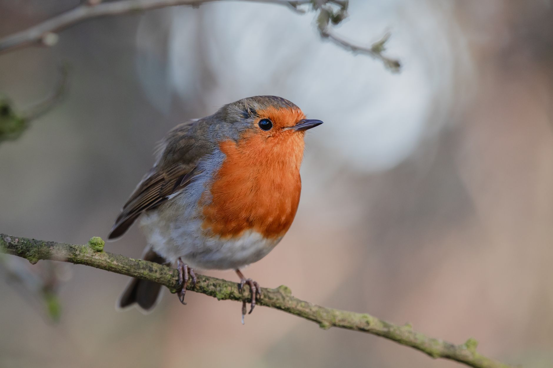 Historical figures out: Public chooses wildlife for new banknotes
