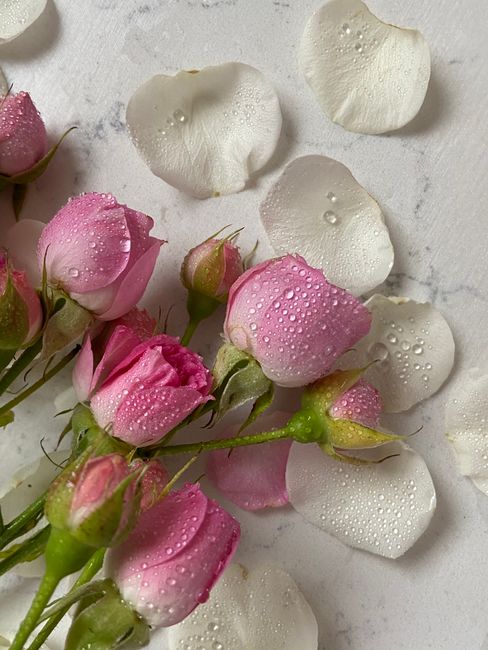 Close-up of pink rosebuds and petals with dewdrops on a white background.