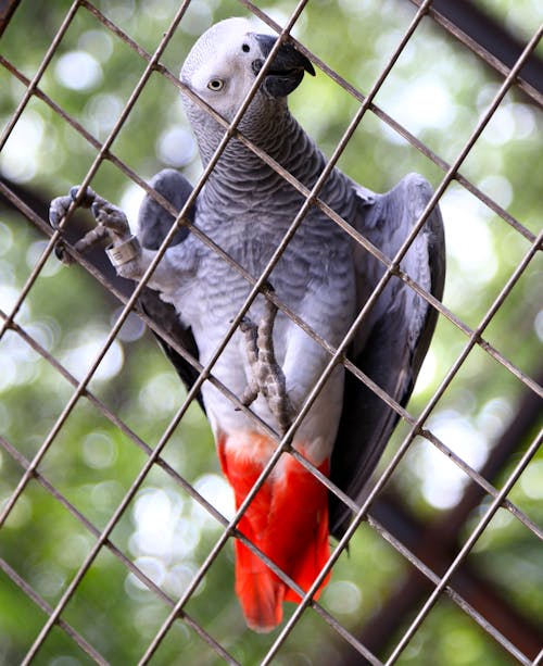 Бесплатное стоковое фото с африканский серый попугай, висячий, дикая природа