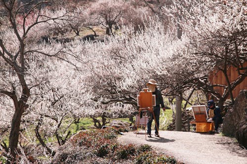 Men Painting in Plain Air in Blossoming Orchard Wearing Bee Protection