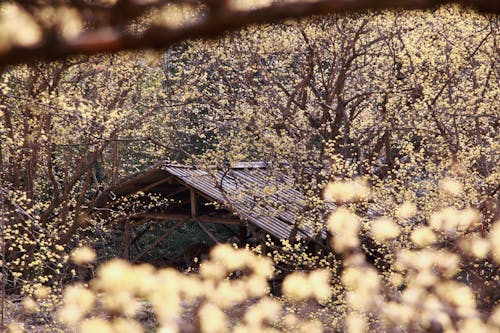 산수유 폐가 içeren Ücretsiz stok fotoğraf