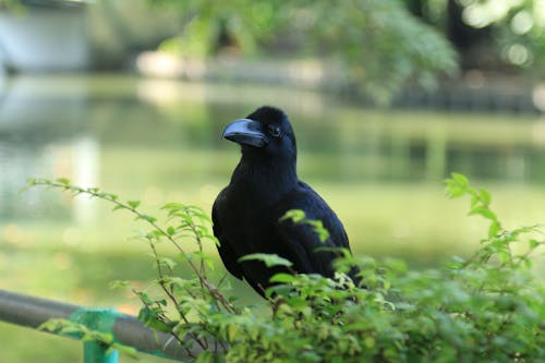 Free stock photo of bangkok, bird, dusit Stock Photo