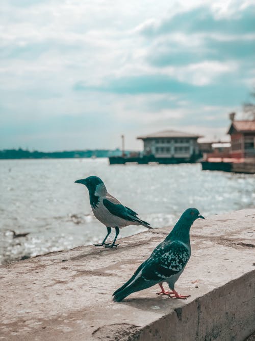 Photo of a Crow Near a Pigeon