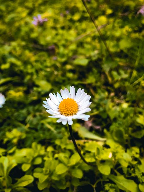 Free A vibrant close-up of a delicate daisy blossom set against green foliage Stock Photo