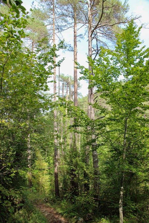 Photos gratuites de arbustes, centrales, environnement