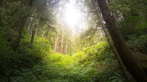 Free stock photo of forest, oregon, pacific northwest