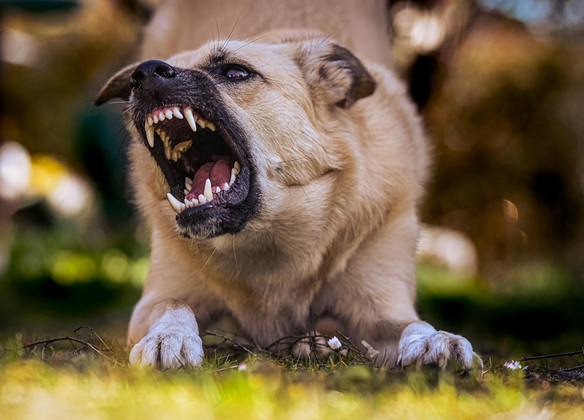 En aggressiv hund med vassa tänder