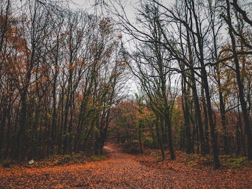 Free A Forest Trail Covered with Fallen Leaves Stock Photo
