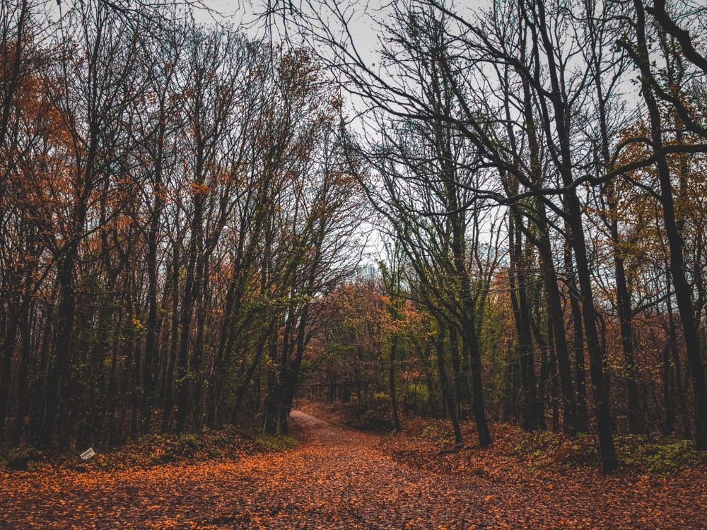 A Forest Trail Covered with Fallen Leaves · Free Stock Photo
