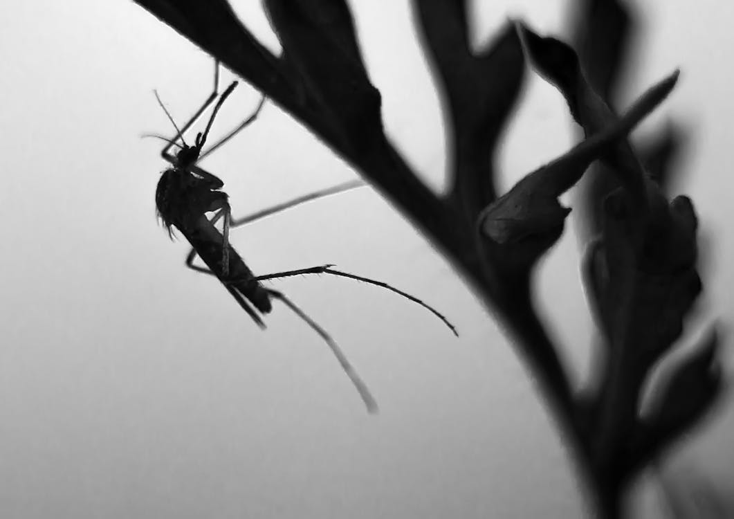 Free A Silhouette of a Mosquito Stock Photo