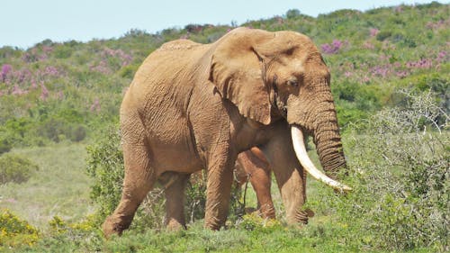 Gratis lagerfoto af afrikansk elefant, dyr, dyrefotografering Lagerfoto