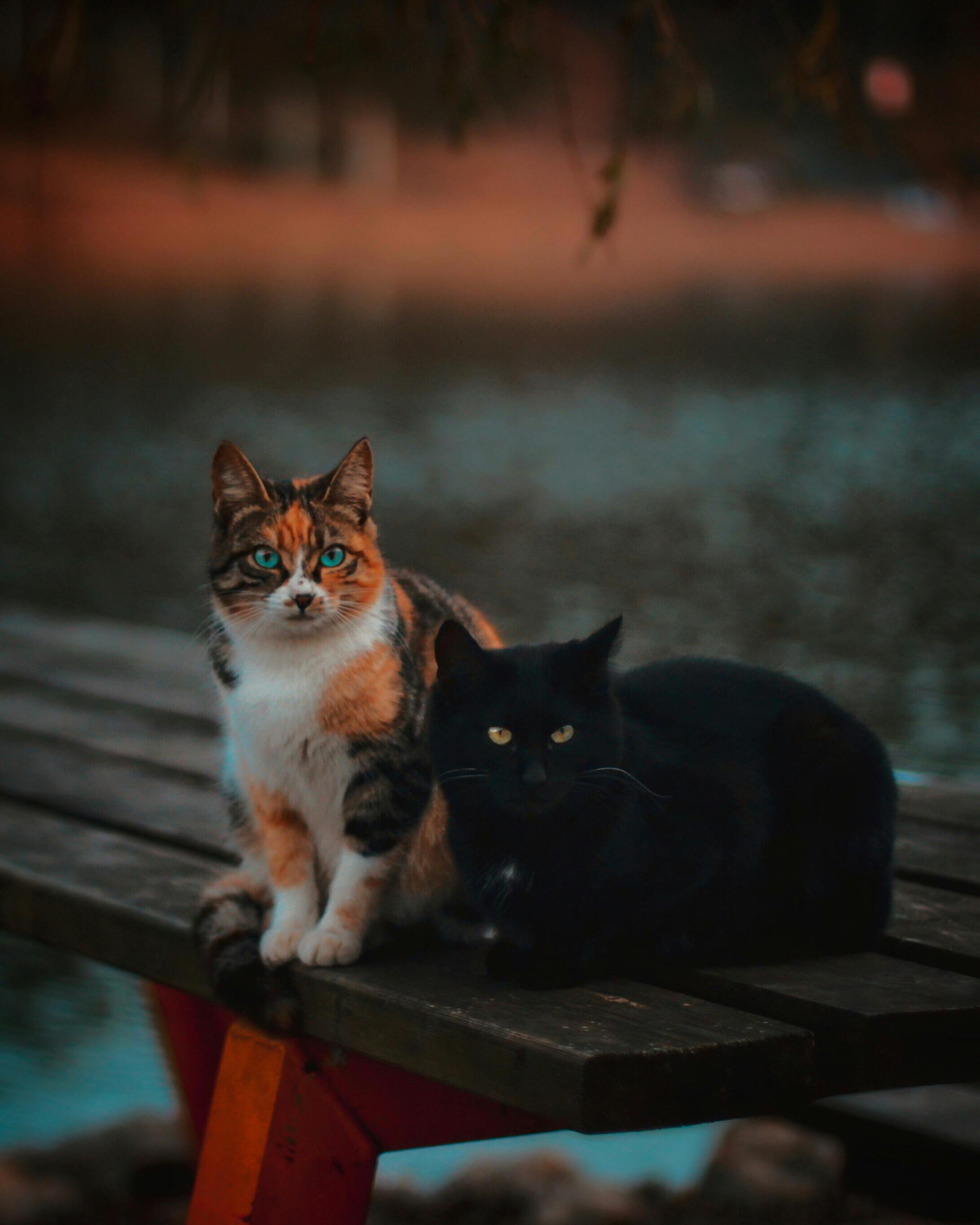 Photo gratuite de adorable, animaux, animaux de compagnie