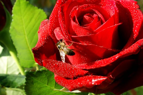 Free stock photo of bee, flower, garden