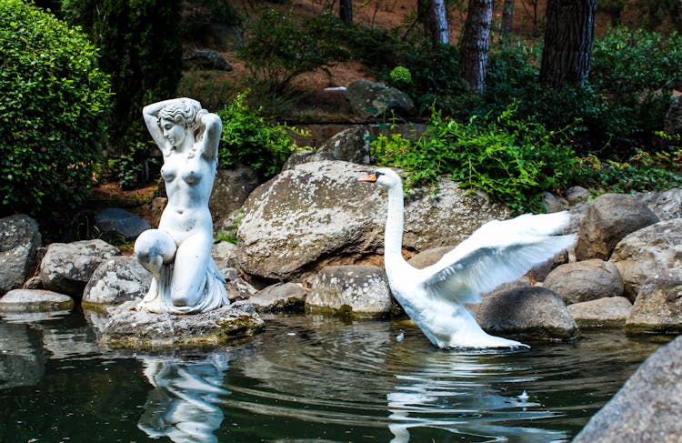 A Swan In A Pond In Crimea