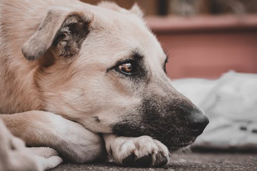 Fotobanka s bezplatnými fotkami na tému chlpatý, domáce zviera, pes