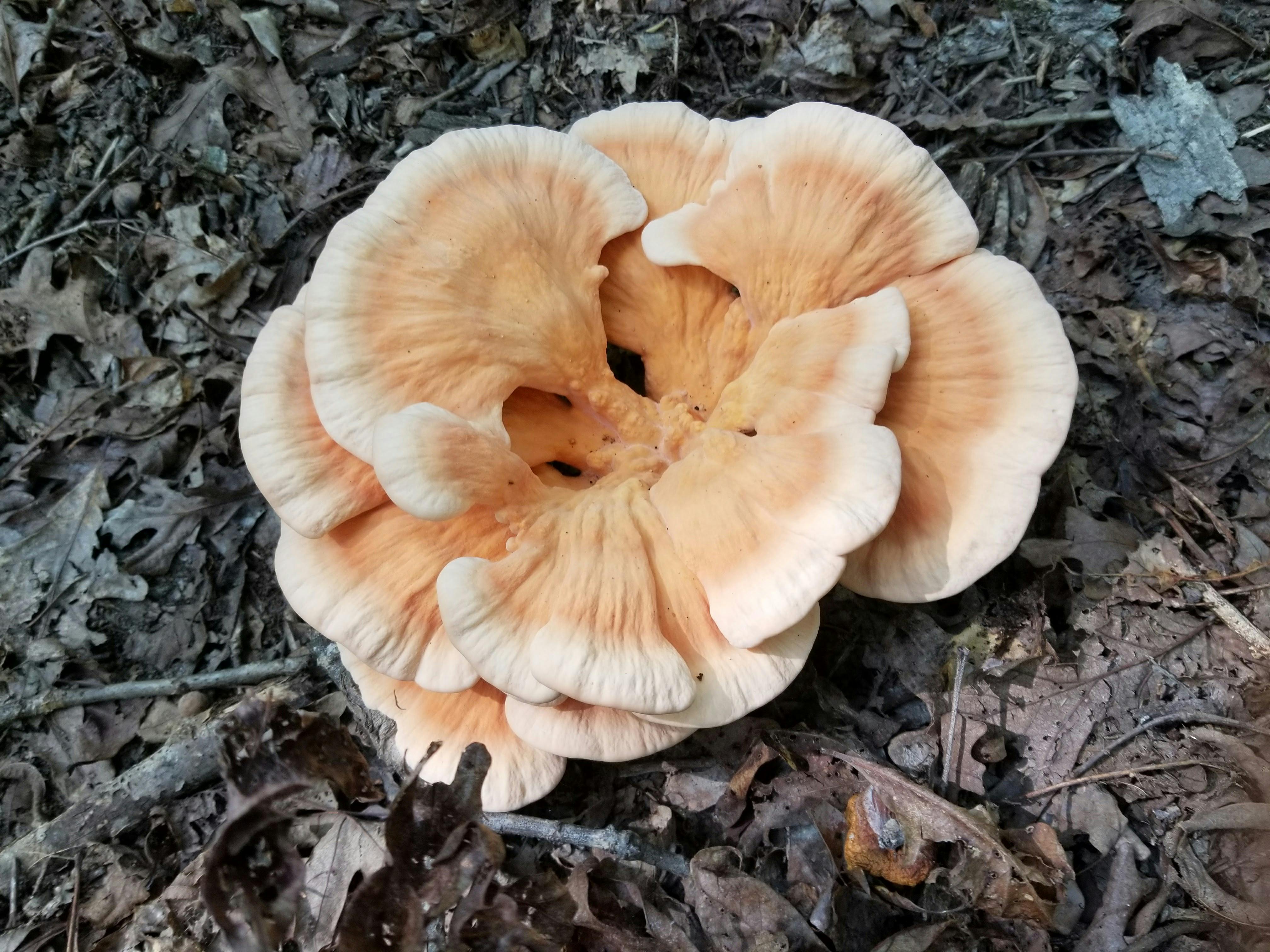 Free stock photo of chicken of the woods, mushroom