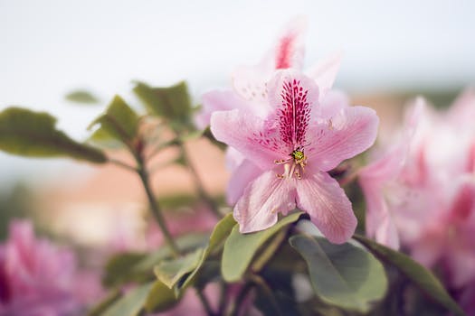 在自然环境中，特写的粉红色花朵与悬停的飞虫展示了精致的花瓣和鲜艳的色彩