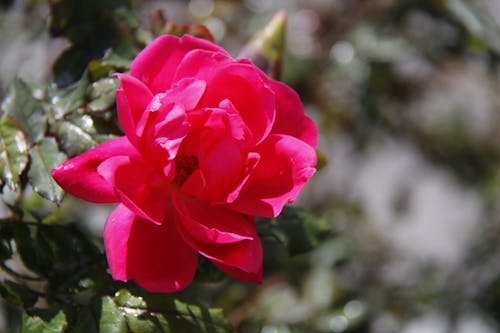 Free stock photo of pink roses, red rose, rose flower Stock Photo