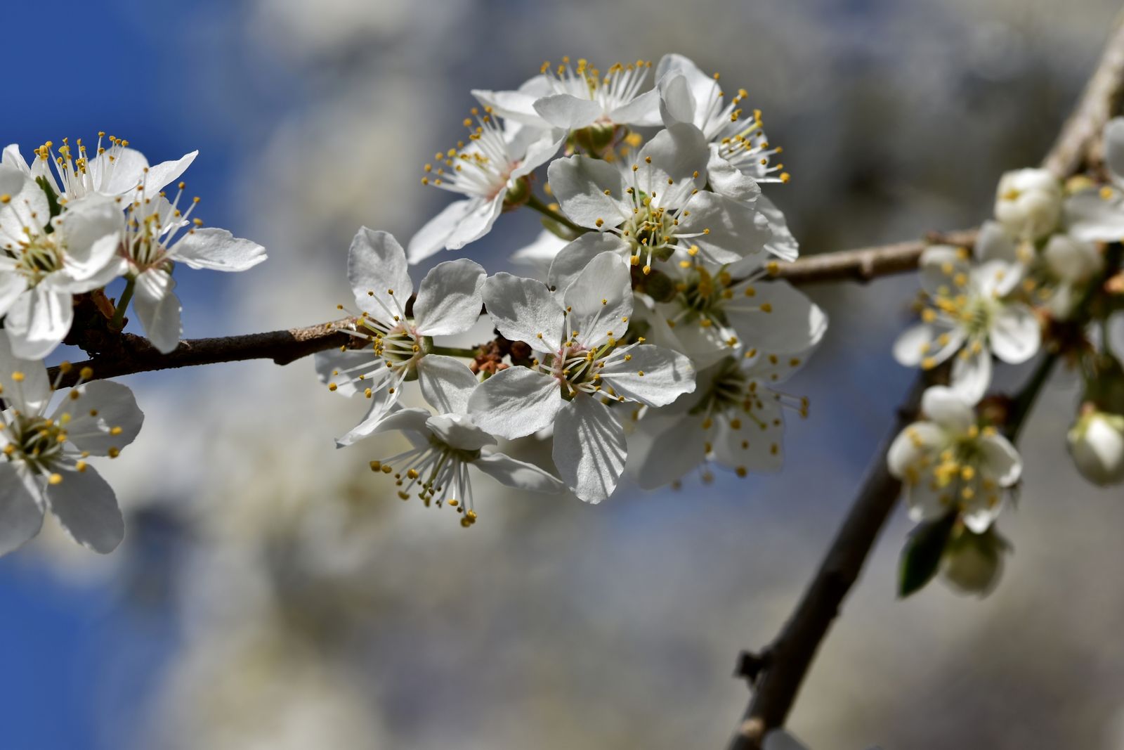 White blossom on a bare branch against a blue sky