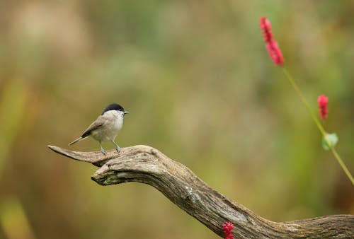 Chụp ảnh Lấy Nét Nông Về Con Chim Xám Trên Cành Nâu