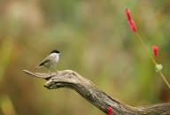 一只小鸣鸟优雅地栖息在草木环绕的树枝上