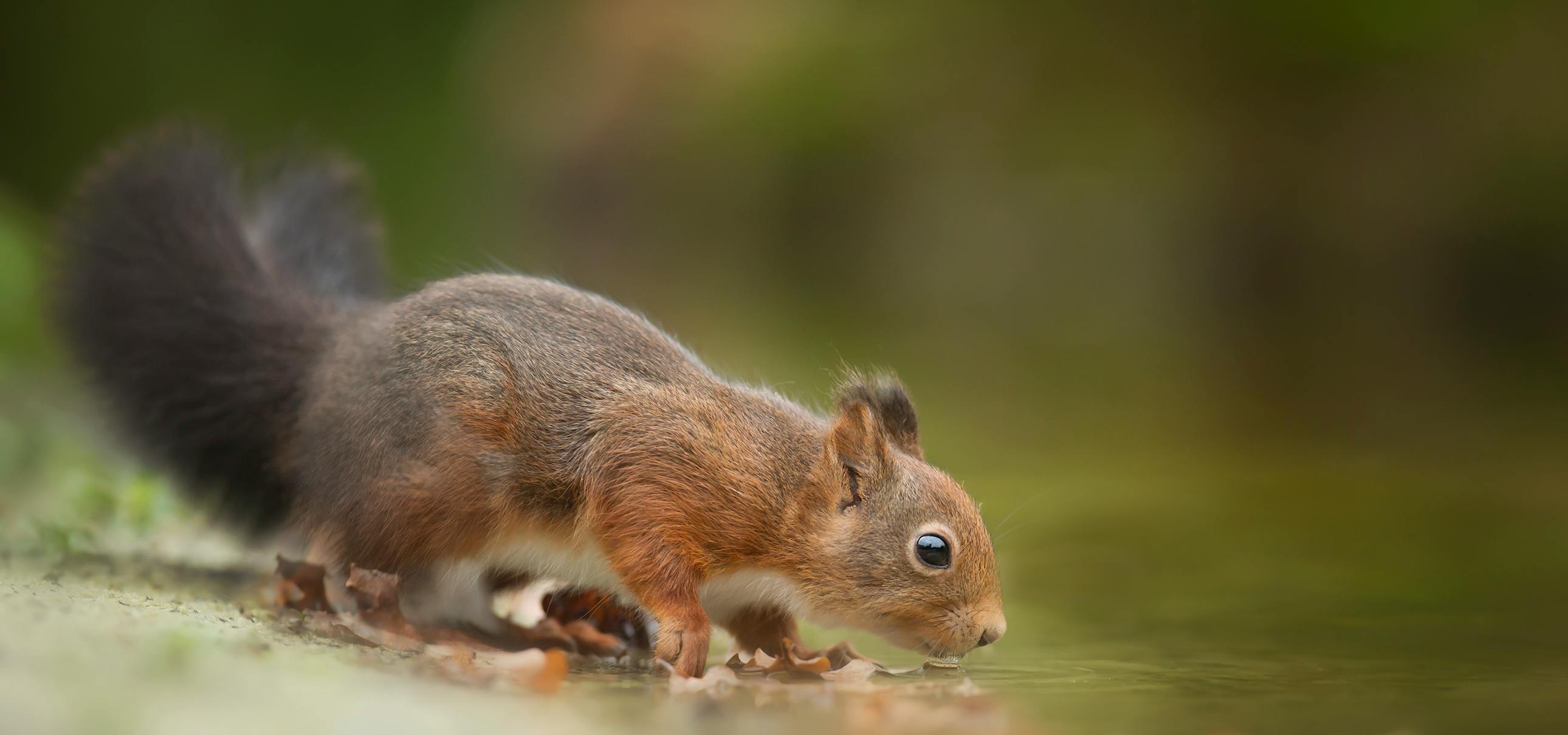 are squirrels in the rodent family