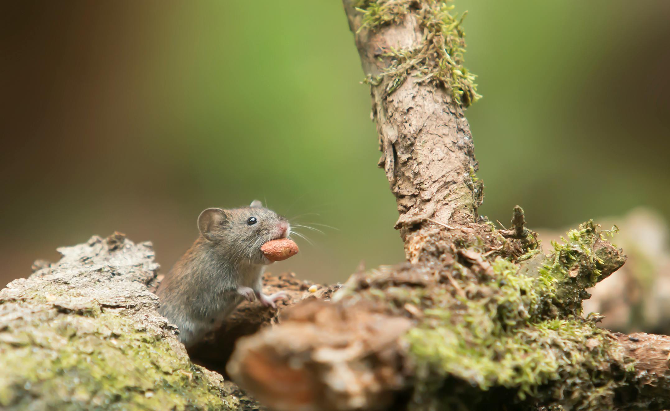Grey Mouse Carrying Food · Free Stock Photo
