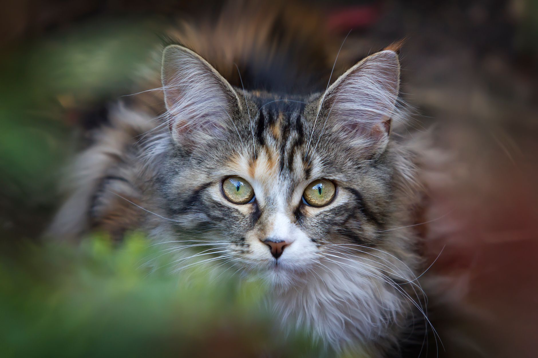 Veterinary care for a cat