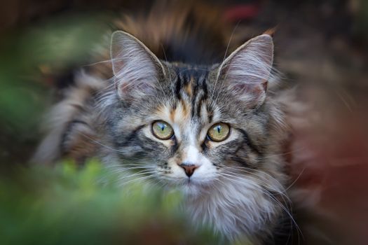 在自然的户外环境中，美丽的虎斑猫捕捉到了惊人的绿色眼睛