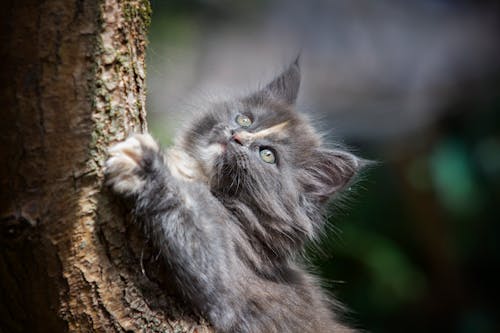 Free Gray Persian Cat Stock Photo