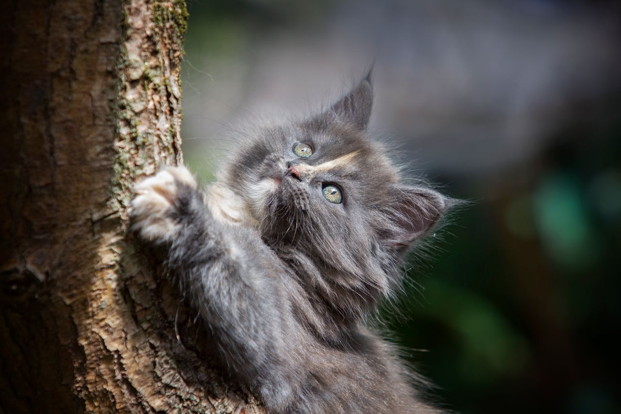 adorable grey kitten climbing a tree outdoors showcasing its curiosity
