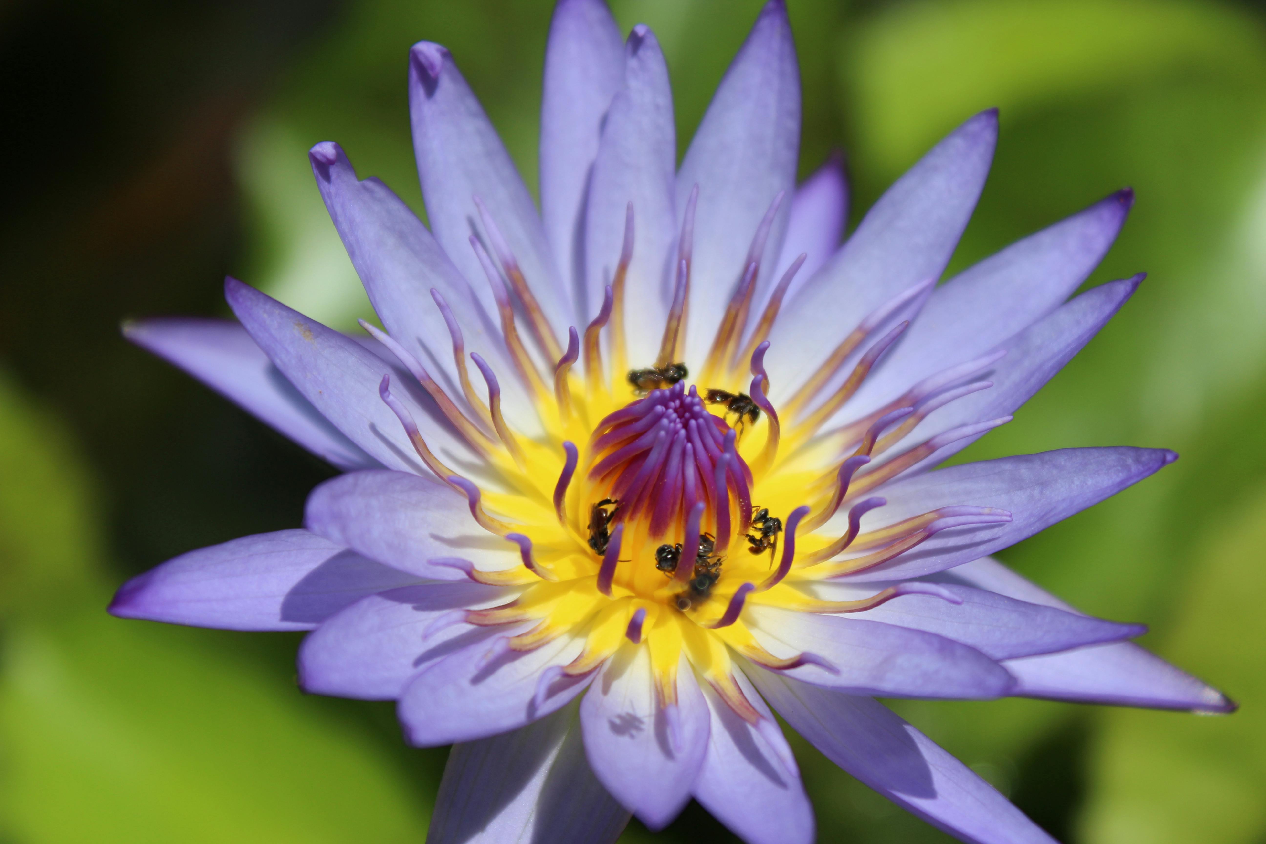 Free stock photo of ants, flower, nature