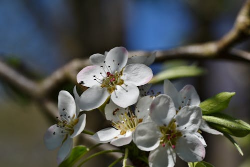 Free Apple Blossom of an Apple Tree Stock Photo