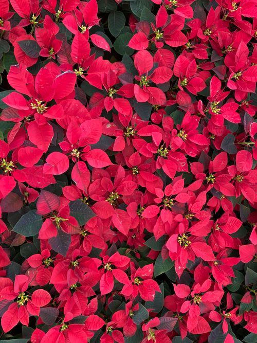 Free A vivid display of poinsettia plants showcasing red petals and lush green leaves. Stock Photo