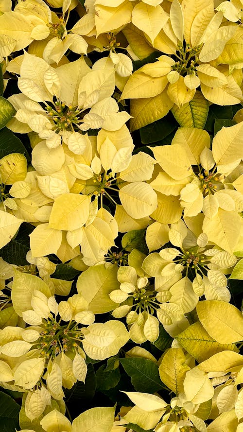 Yellow and Green Leaves of a Poinsettia Plant