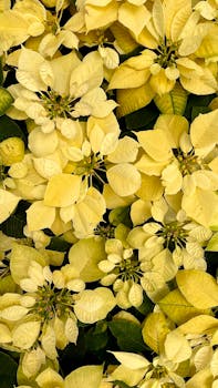 Close-up of vibrant yellow poinsettia leaves, capturing natural beauty and growth.
