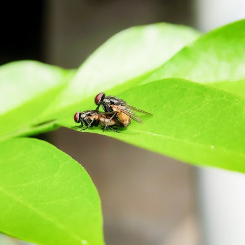 Free Close of Two Flies on Green Leaves Stock Photo