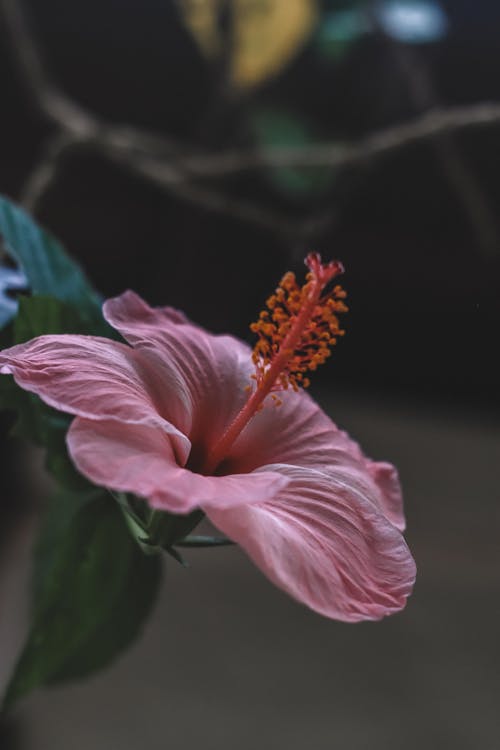 Darmowe zdjęcie z galerii z delikatny, fotografia kwiatowa, hibiskus