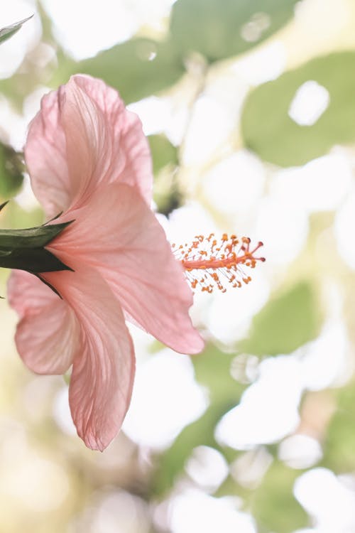 Free A Pink Hibiscus in Full Bloom Stock Photo