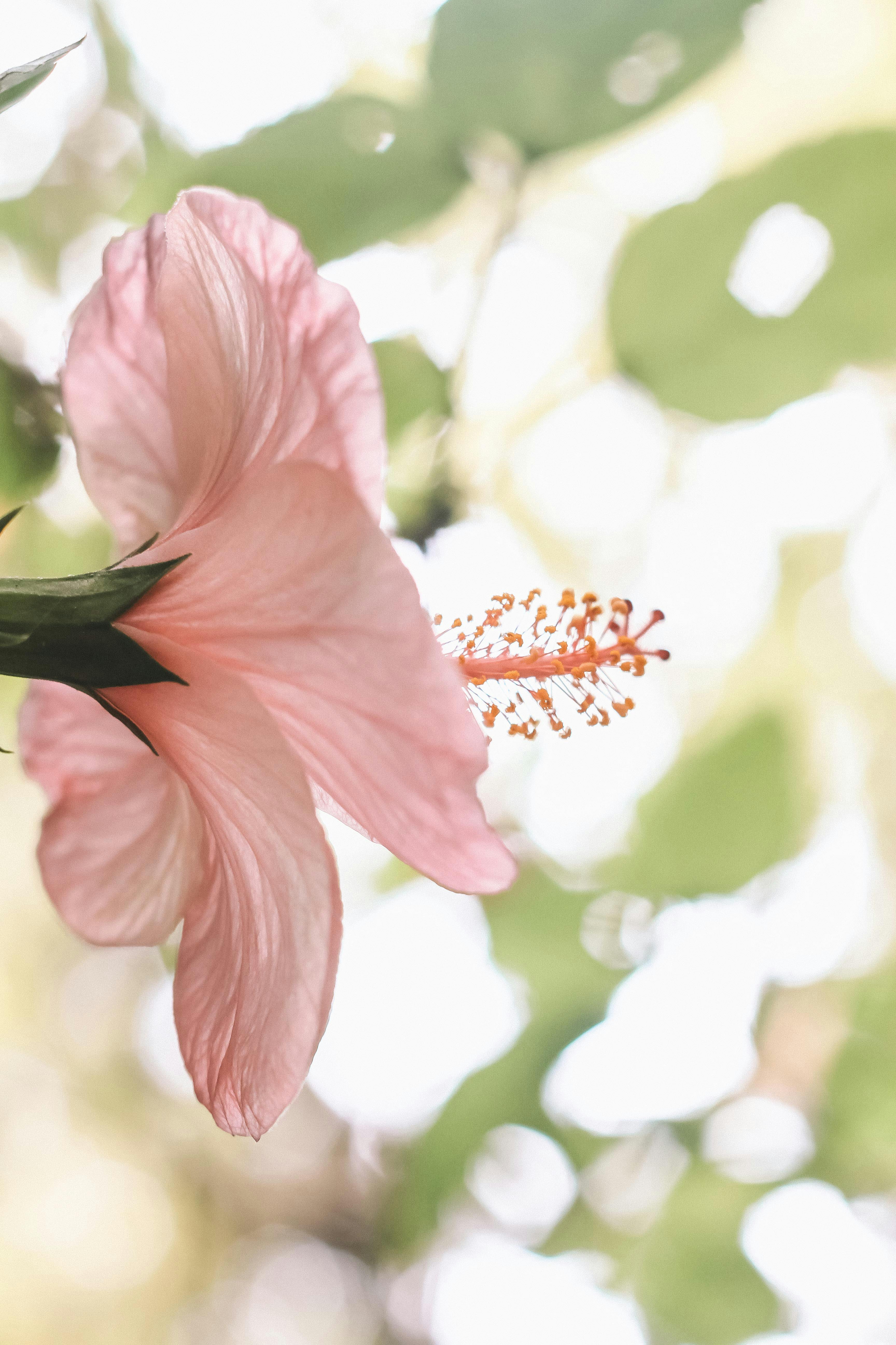 pink hibiscus wallpaper