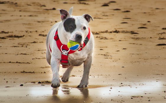 Staffordshire Bull Terrier with a ball on a sandy beach at day