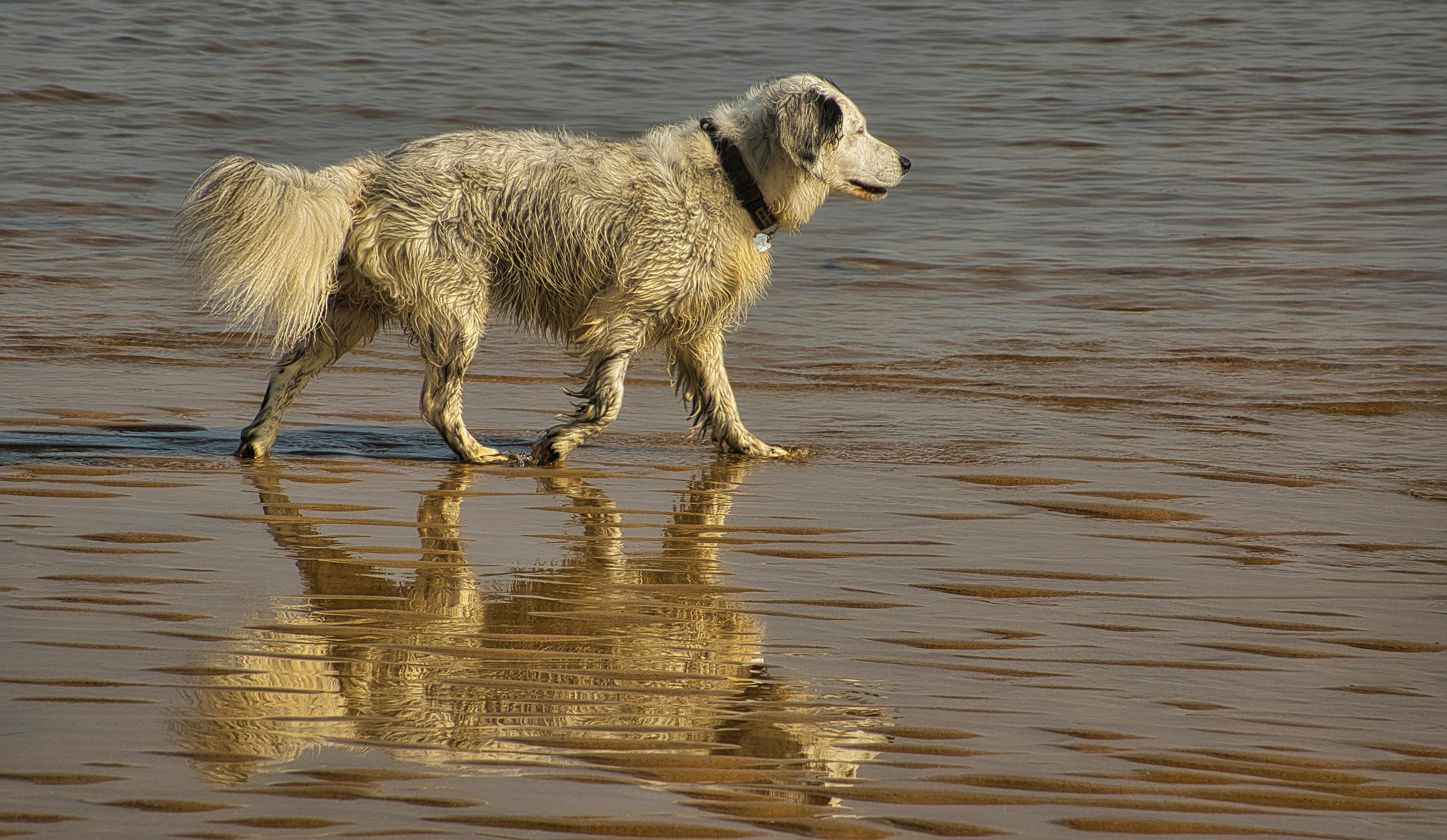 Dog Walking in Shallow Water · Free Stock Photo