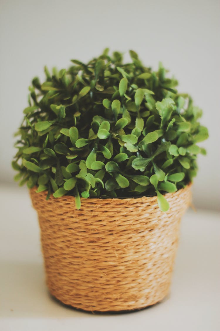 Boxwood With Green Foliage In Wicker Pot