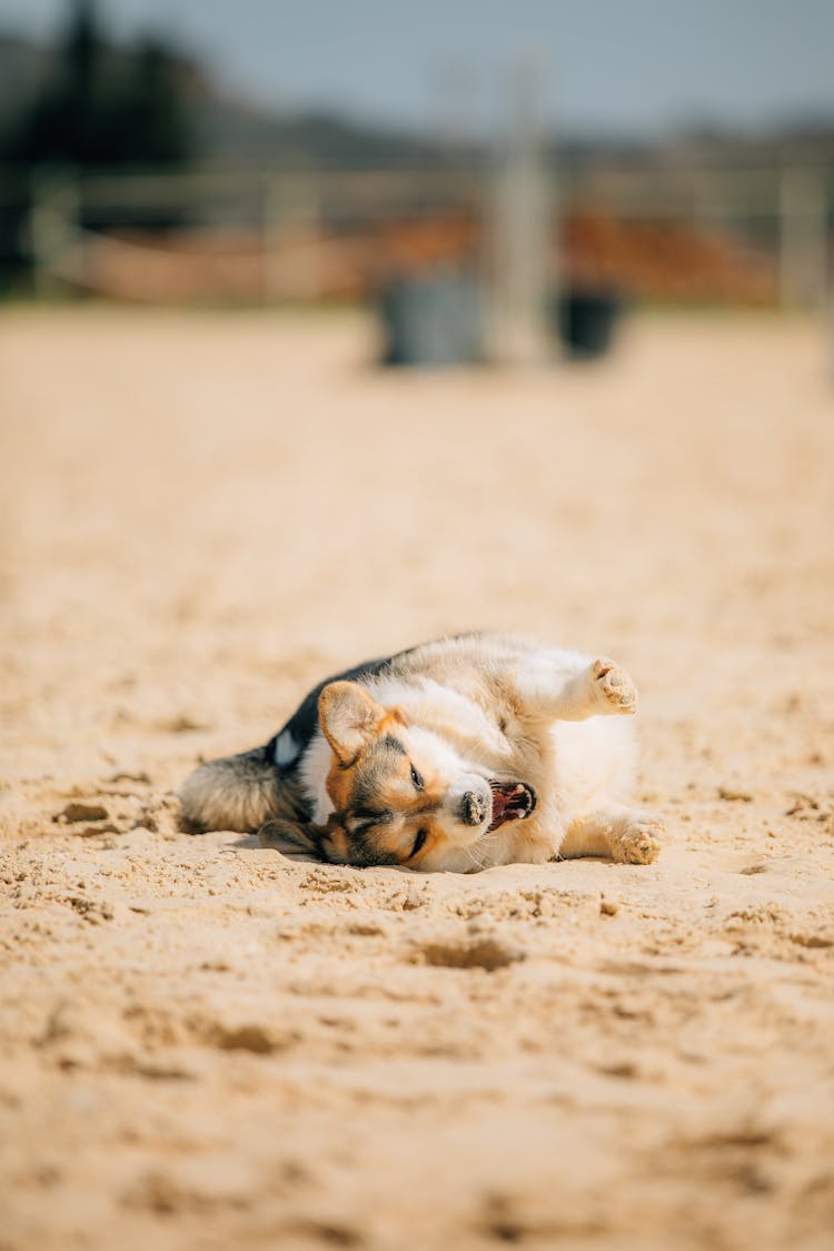 Small Dog Lying Down On A Sandy Beach