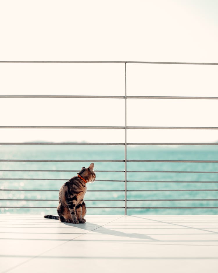 A Cat Looking Out Towards The Sea