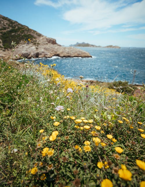 Foto stok gratis alam, bukit, bunga kuning