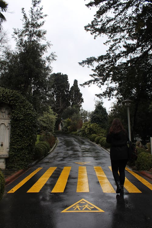 Foto profissional grátis de andando, árvores, asfalto