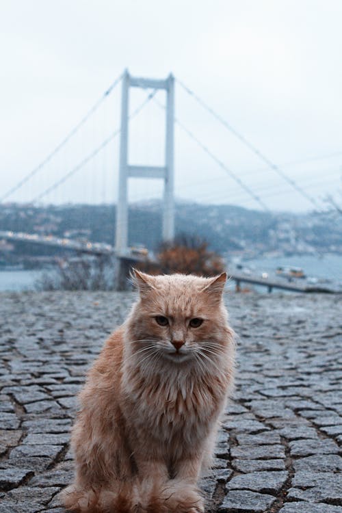 Foto profissional grátis de animal, cidade, divertido